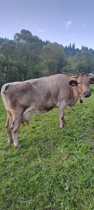 Vând vacă 7 ani, Dorna Arini, jud.Suceava