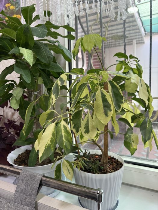 Продаються комнатные цветы