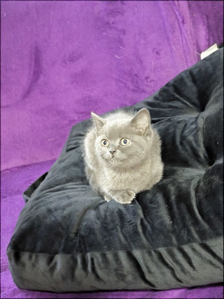 British shorthair blue