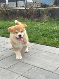 Akita Inu japonez