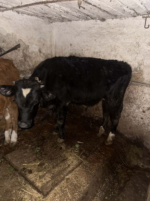 Телета за продан