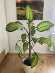 Dieffenbachia seguine 'Tropic Snow' 120 centimetri