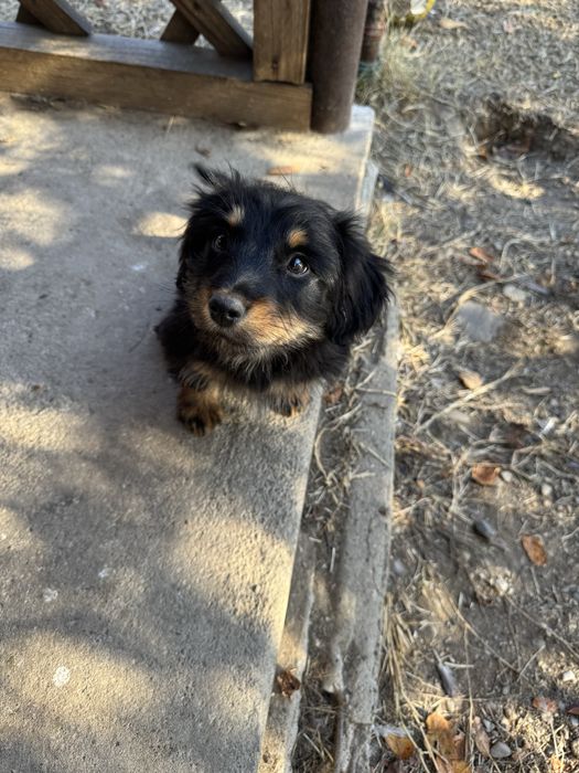 Donez catelusi de talie mica.