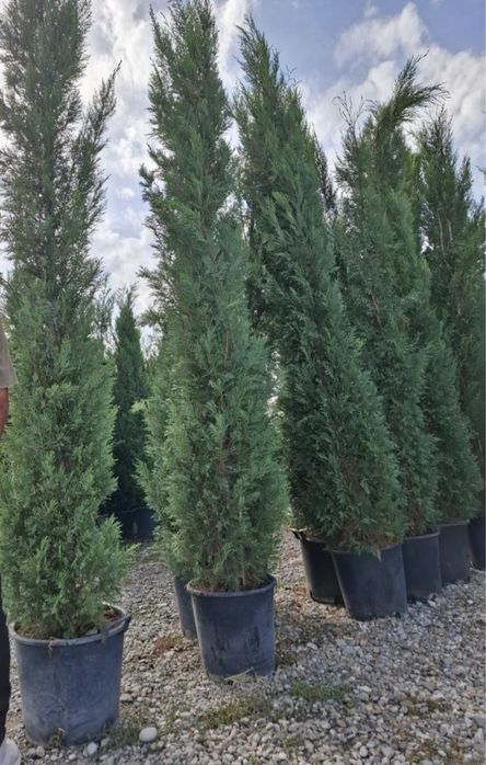 Tuia leylandi chiparos