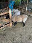 Vand berbec suffolk tanar
