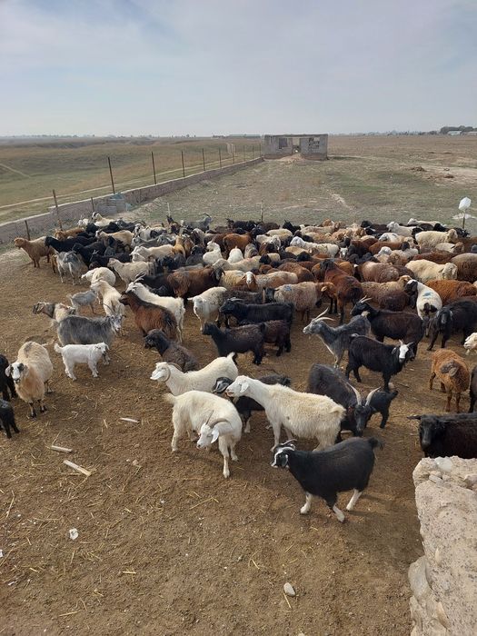 Ешкылер семыз 45 мыннан