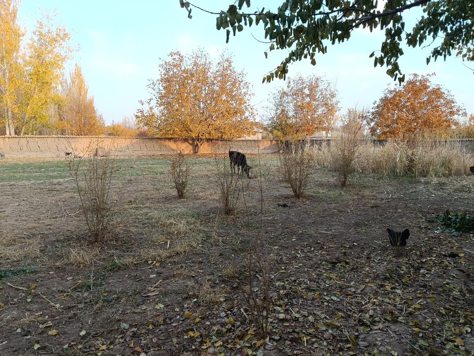 Shahrisabzdan Uchaska sotiladi