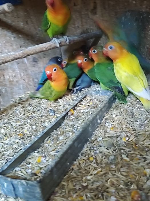 Agapornis roseicolis și Fisher