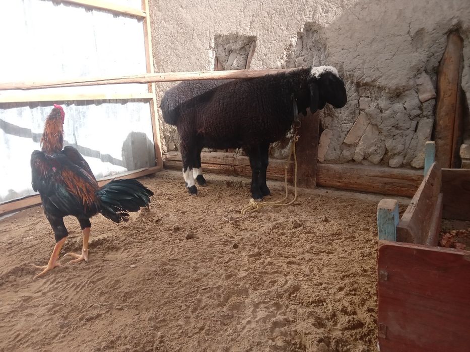 Кучкор барра 6 ойлик