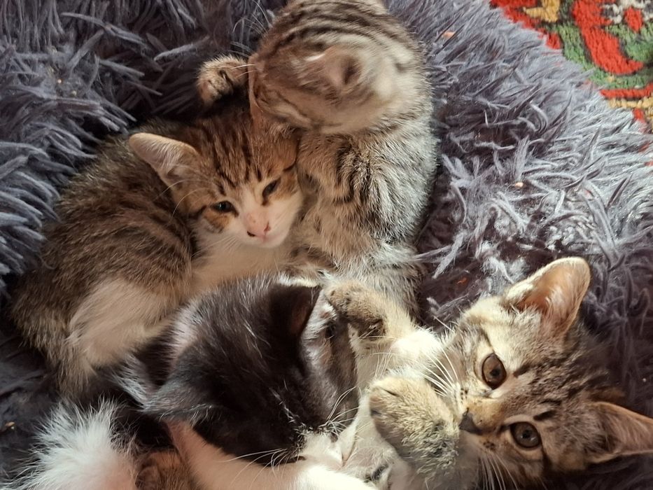 Продаются котята этой кошечки.Срочно