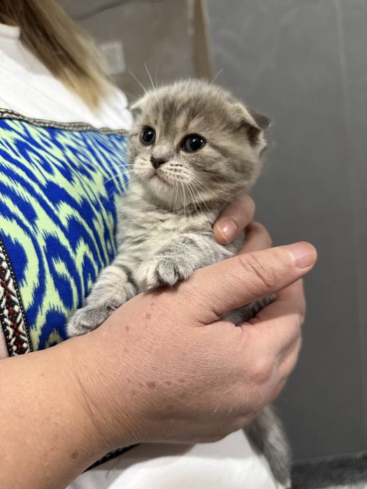 Котенок Скотиш Фолд 1 месяц