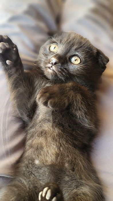 Шотландский весло ухий mushuk