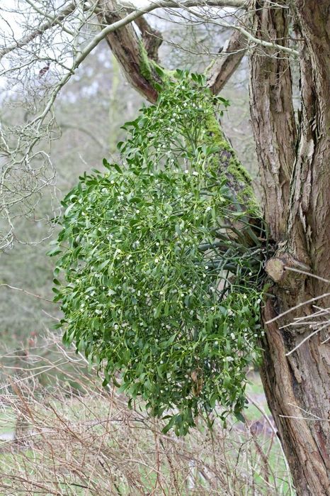 Vasc de vanzare la sac și vrah