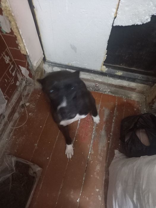 Бесплатно отдам собаку пить бультерьера девочка  стерелизованная