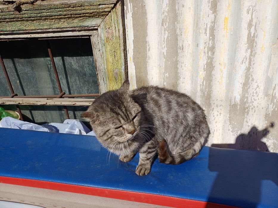 Кот Эдуард срочно ищет ответственных хозяев