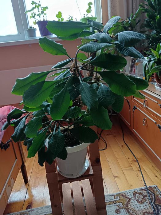 Еуфорбия, плюеща палма