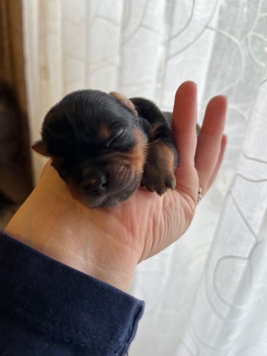 Щенки йоркширского терьера