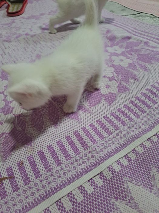 Mushukcalar sotiladi