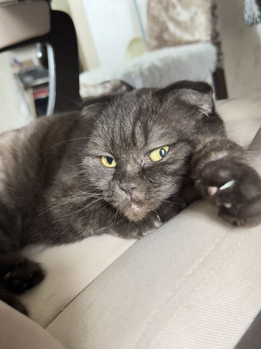 Рудный. Кошка шотландская вислоухая