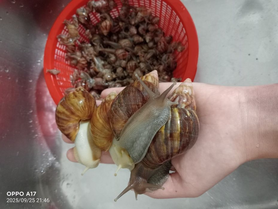 Ulitkalar arzon narxlarda