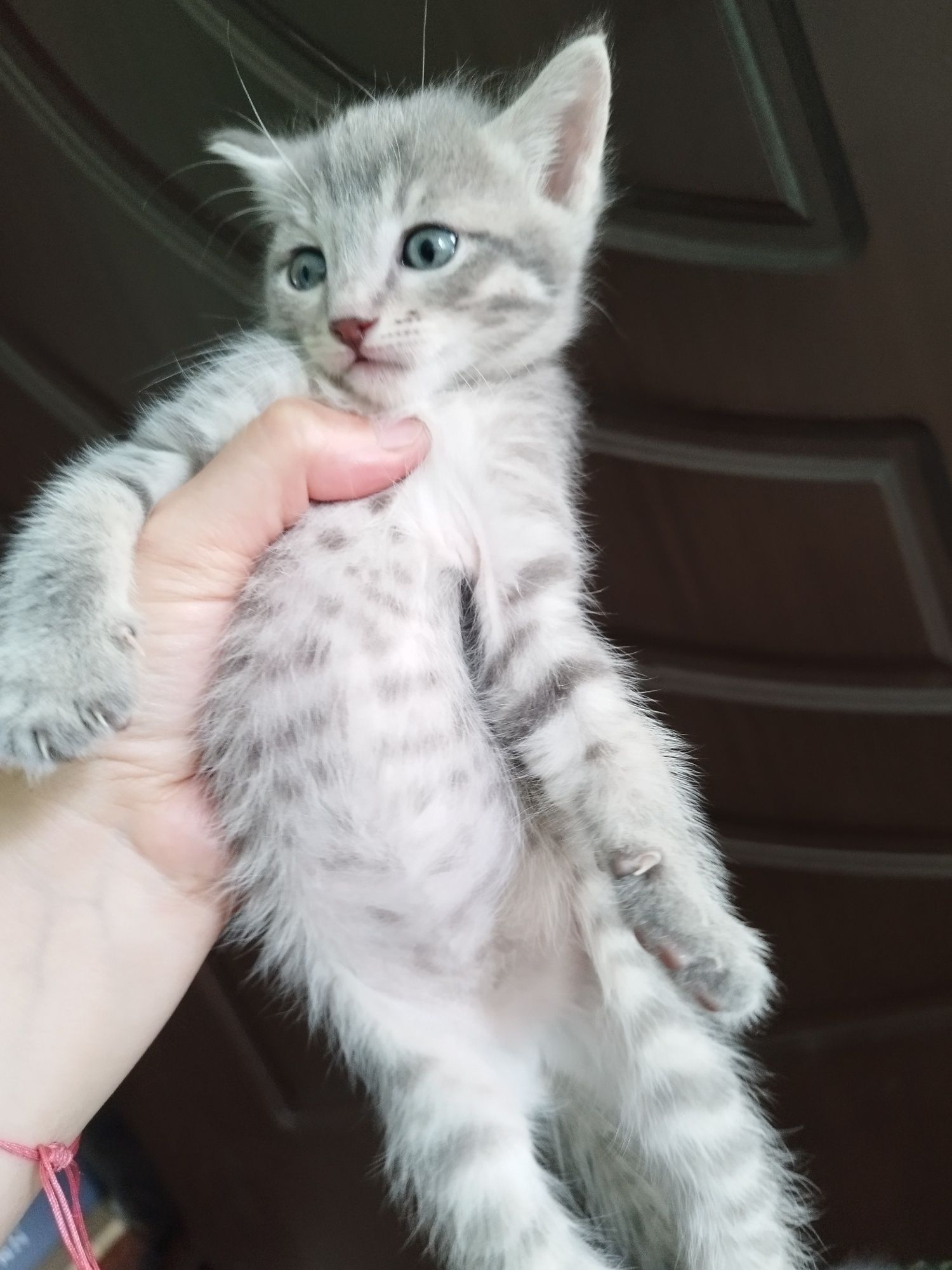 Скоттиш страйт Киз ва Угил
