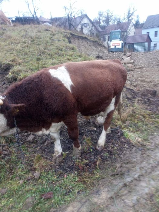 Vând taur rasa Bălțata Românească