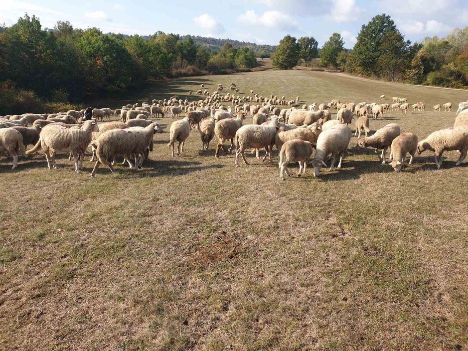 Продавам овце ЦИГАЙ