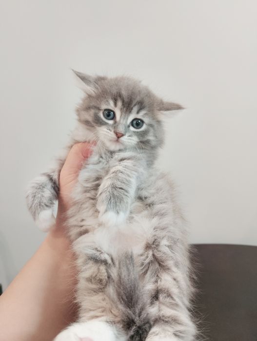 В добрые руки мама кошка и котята