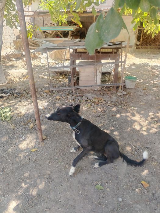 Собака охотничий