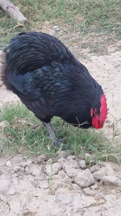 Ouă pentru incubat și pui