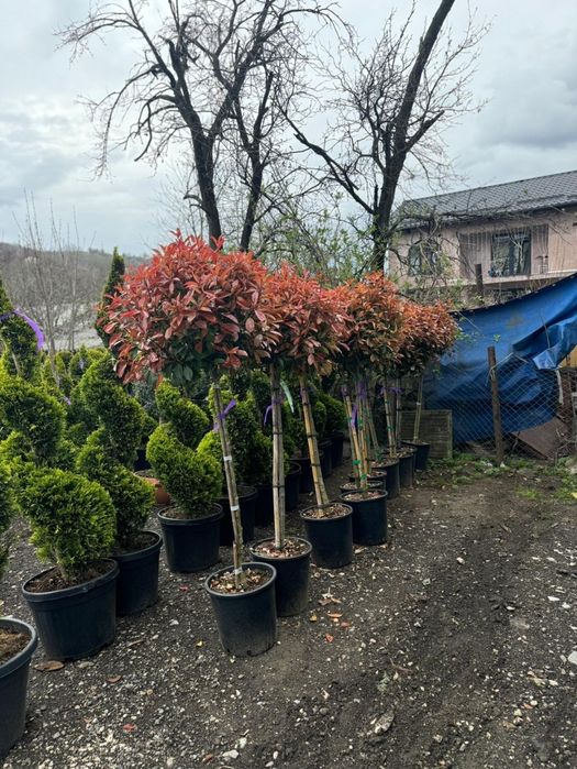 Tuia spirala pon pon