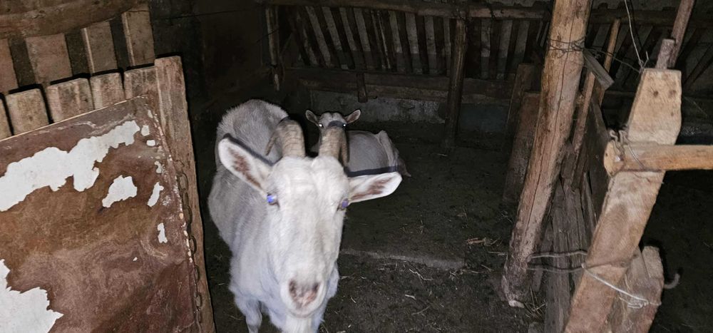 Продавам три кози
