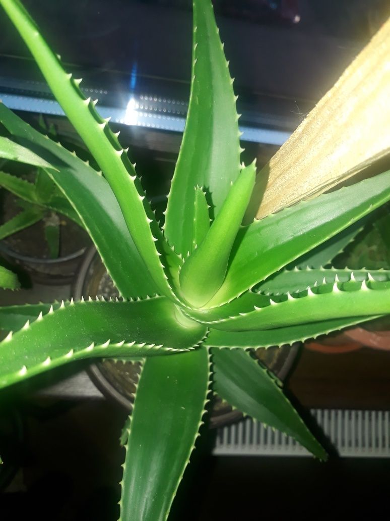 Aloe planta - diferite marimi