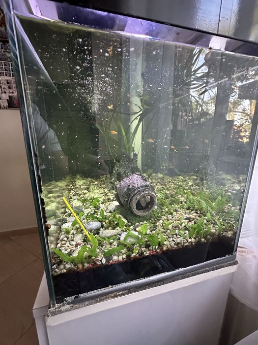 Acvariu 80 L cu pesti si accesorii