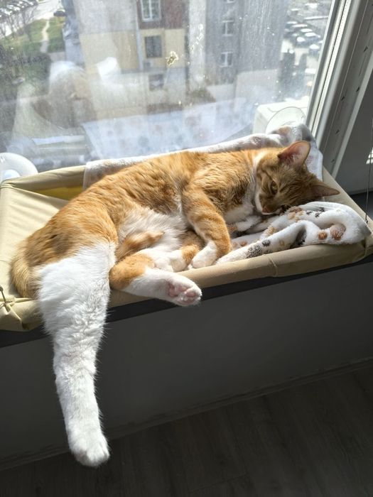 Кити си търси дом