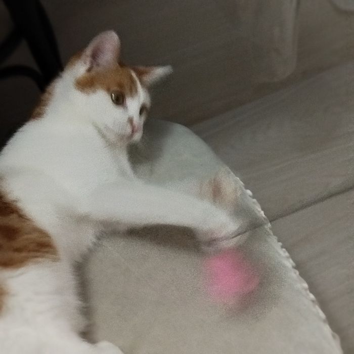 Рыжий котенок ищет любящий дом