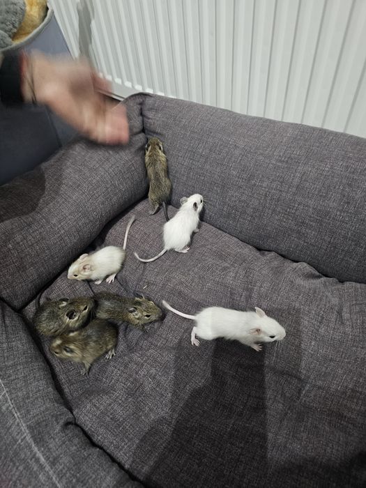 Veverița Degu Suceava