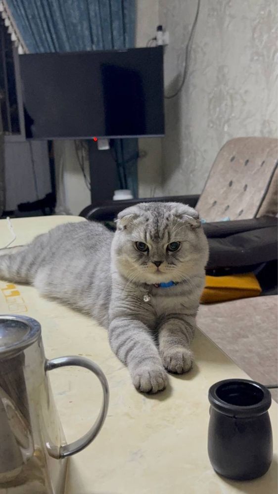 Котёнок Мушук болалари