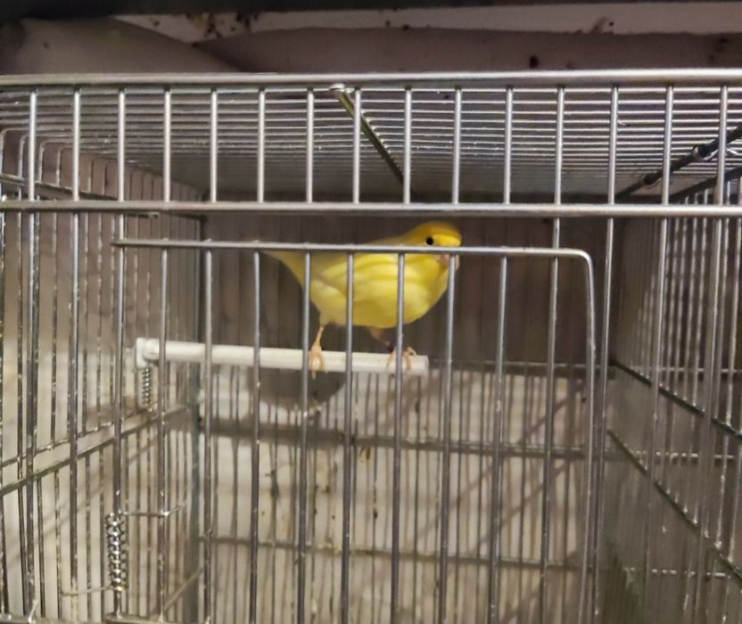 Canari Malinois waterslager