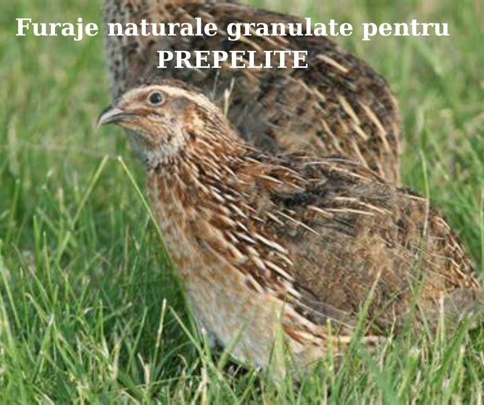 Furaje naturale granulate pentru Prepelite