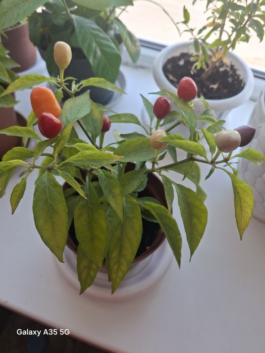 Продам комнатные цветы