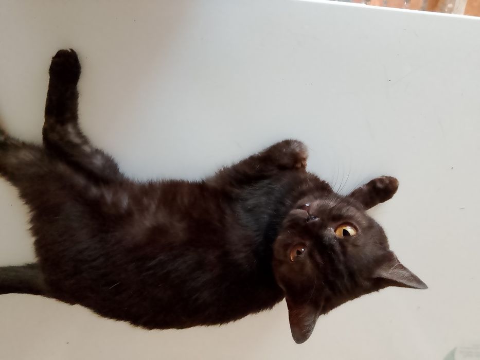 Срочно отдам.кошечку британку