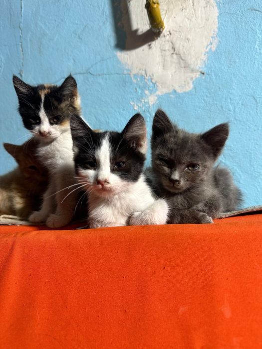 Бесплатно котята