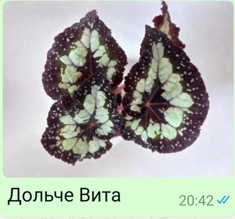 Бегония  разные виды