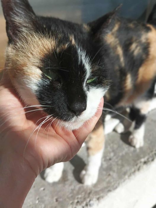 Женско кастрирано котенце с паспорт, ваксини и изследвания търси дом!