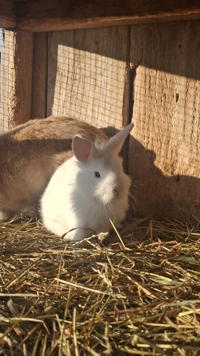 Vând iepuri cap de leu