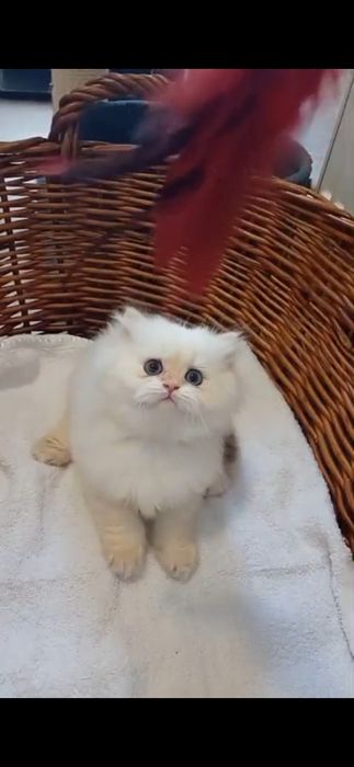 British Longhair