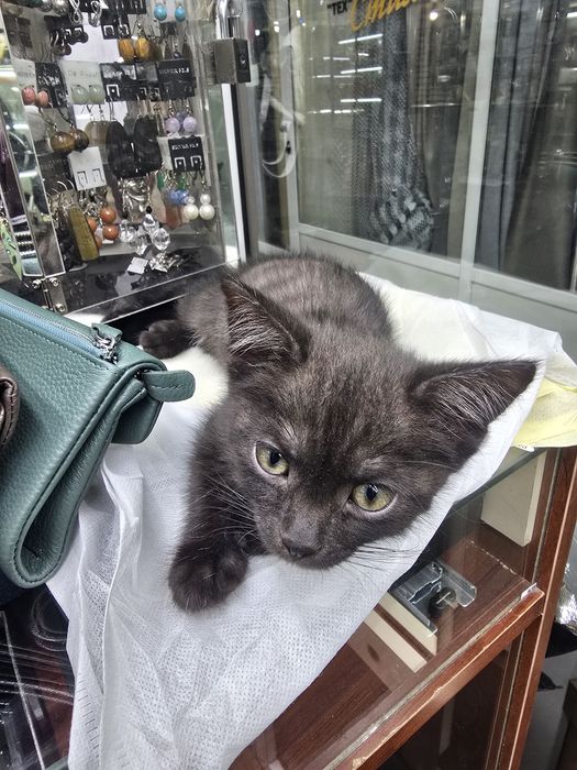 Котята в добрые руки,мальчик и девочка,срочно