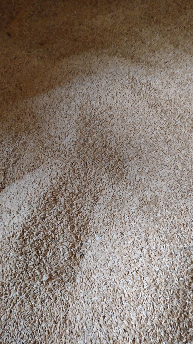 Vand ovaz sí triticale.