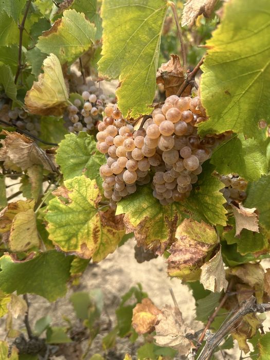 Struguri de vin productie 2025!!